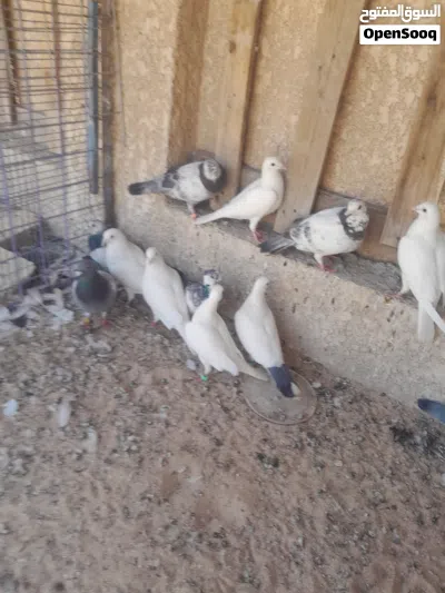 حمام زواجل للبيع حلوات نضيفات قويات كلشي ما بيهن 4