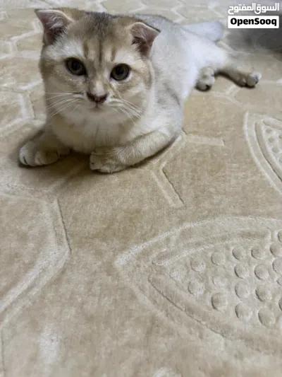 سكوتش انثى 2