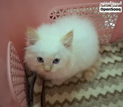 kitten turkey mix Shirazi 4