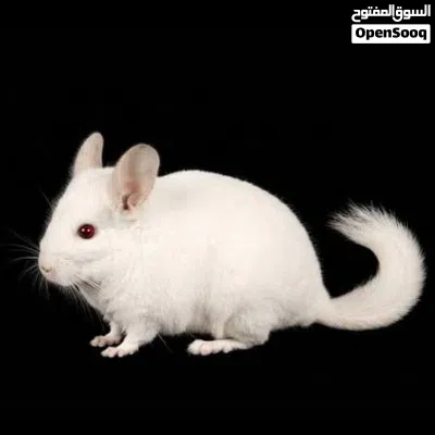 شانشيلا أنعم فروه في العالم 4