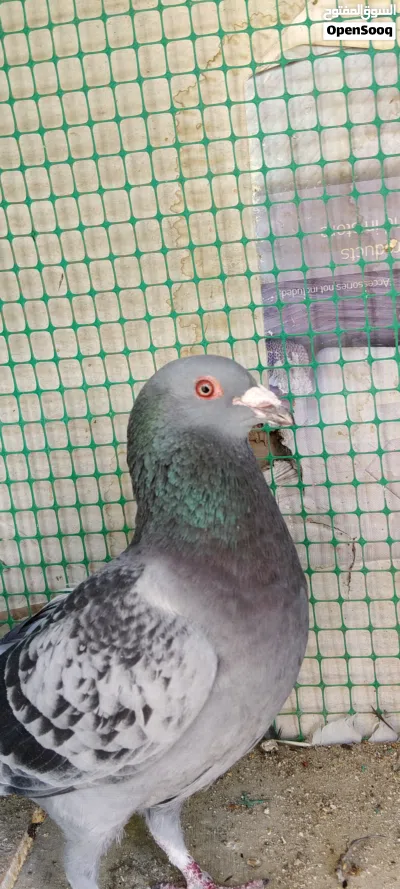 فحل زاجل جيني عمره سنة ونصف مع تك مخلف زاجل جيني 3