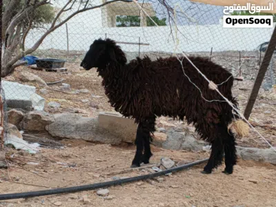 جعده ما شاء الله 3