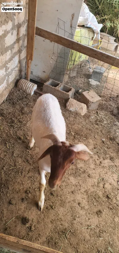 السلام عليكم خروف ماشاء الله تبارك الله متاح طرابلس زناته 3