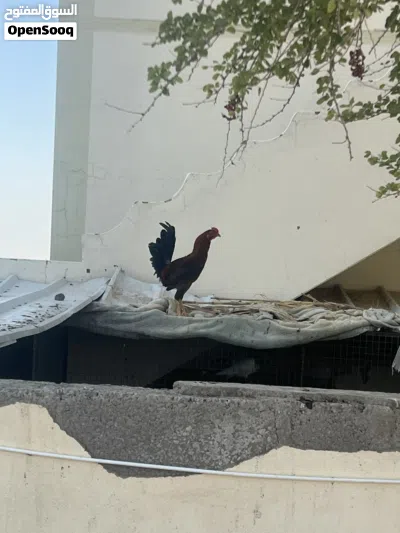 دجاج وحقم للبيع 2