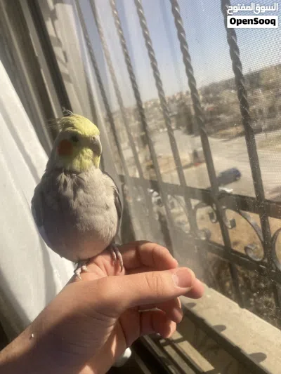 ببغاء كوكتيل اليف 4