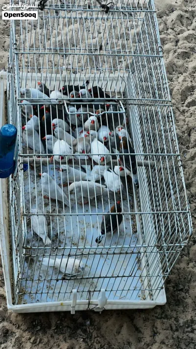 زيبرا ريش ونظافة طير 4