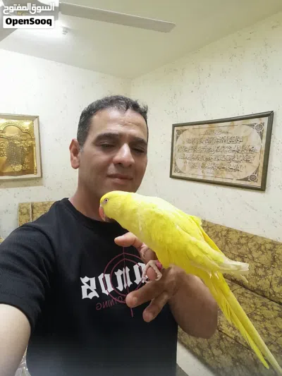 ببغاء دره مزرعة لون اصفر أنثى متكلمه بحدود كلمتين 2