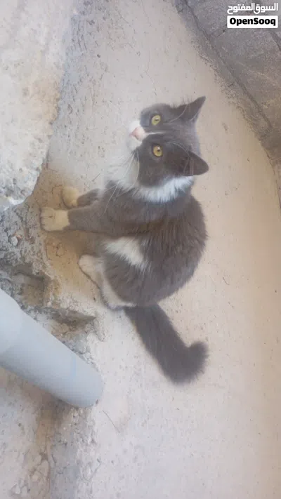 قط شيرازي مون فيس لون رمادي مع ابيض في منطقة اربد .................................................. 3