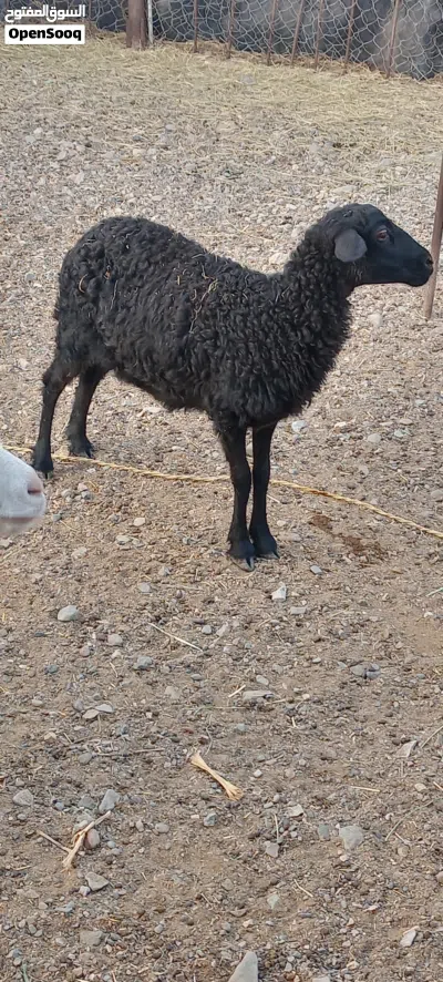للبيع جاعده عمانيه 2