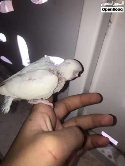 2عصافير بركاديلو البينو 2