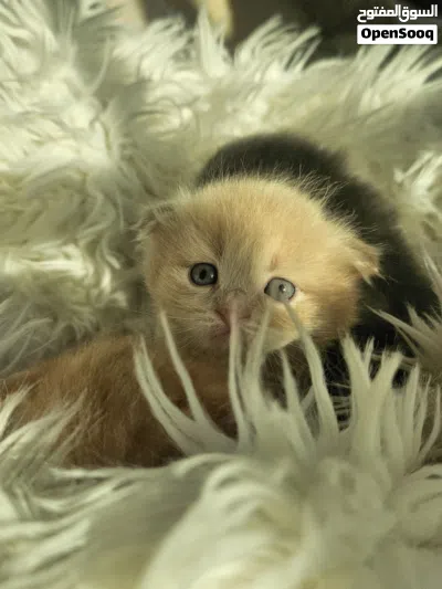 kittens للبيع scotch fold 4