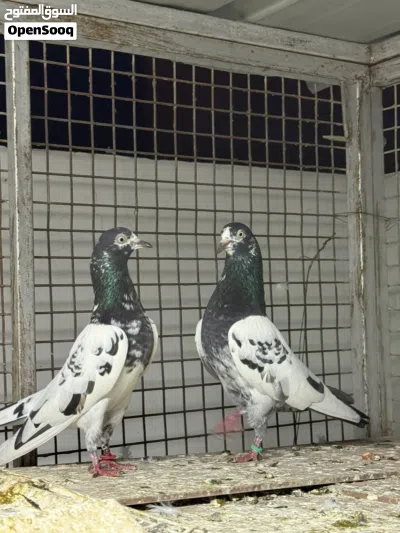للبيع طيور باكستانية اقرا الوصف 4