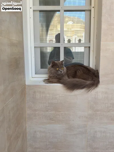 بريطاني لونغ هير 2