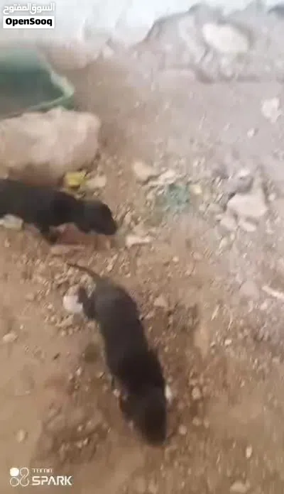 جراو للبيع براك 3