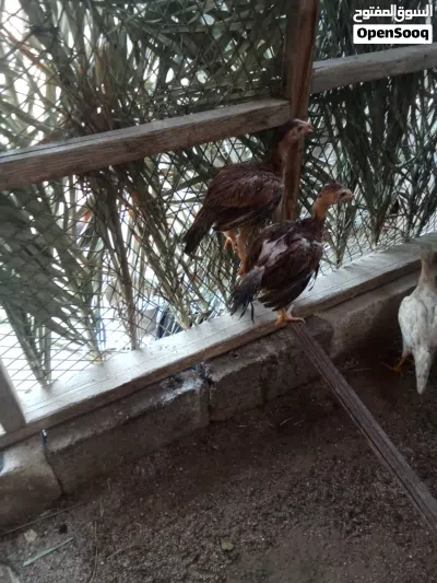 متاح دجاج للبيع اقره الوصف 4