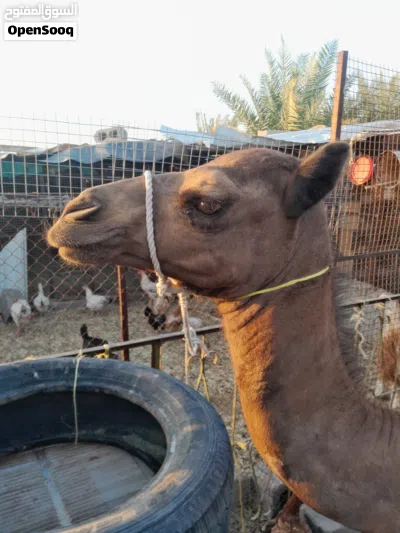 للبيع بكره باطنيه اصل 3