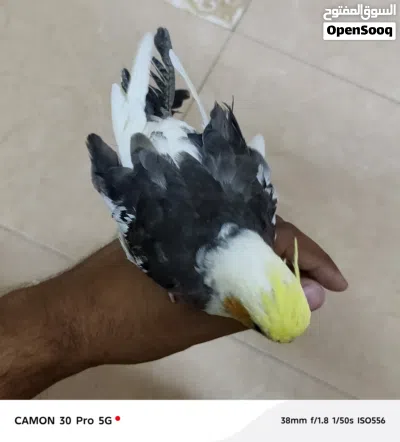 كوكتيل صغار بيهن مشكله في جناحاتهن ما يطيرن عدد 2 السعر الواحد 25 4