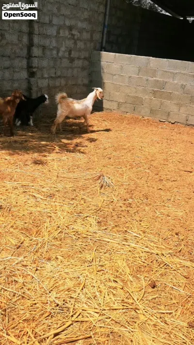 ما شاء الله.. للبيع 3 تيوس تربية محلية من الحلال الطيب (صحة ونشاط ممتاز) 4
