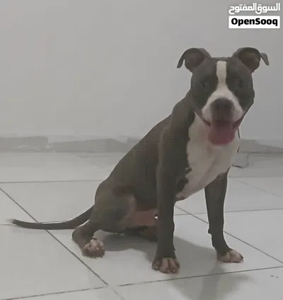i have dog amircan bittpull i wont sell 2
