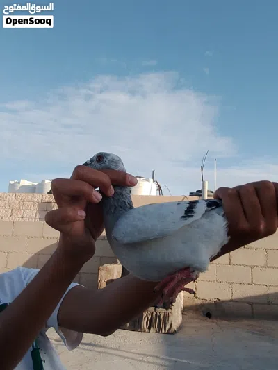 موجود كوم حمام زق للبيع المستعجل السعر علا الخاص 2