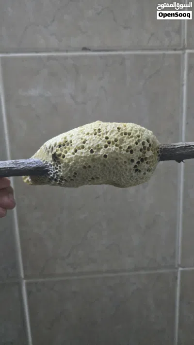عسل سمر ابو طويق للبيع الخليه و العسل 4