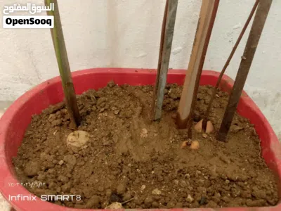 أشجار مثمرة 3