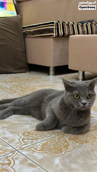 * قطط ذكر وأنثى 3