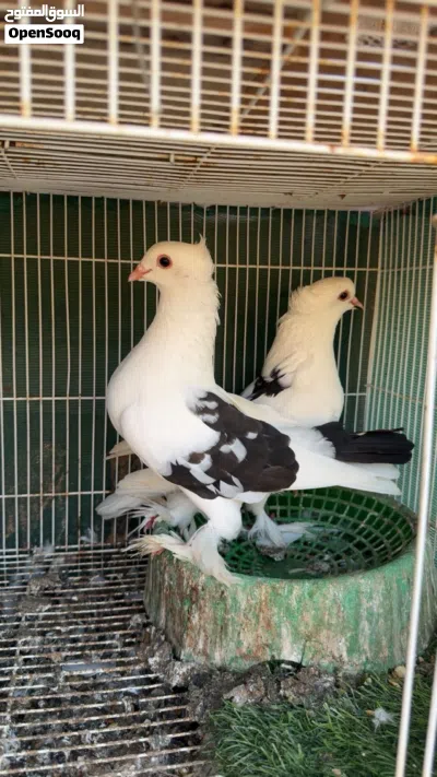 حمام زينه شوف الوصف 2