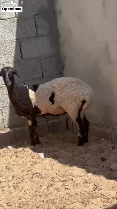حوليات للبيع 3