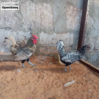 سبرايت أنيق 4