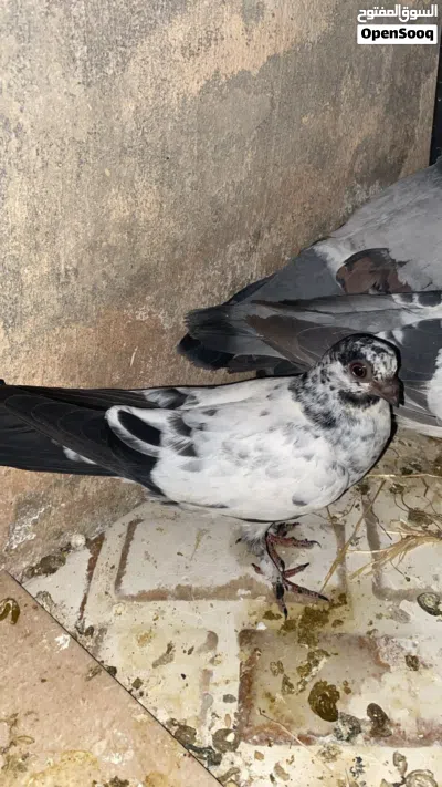 جوز شغالات 100٪ + خمس فراخ + فحل هزاز للبيع بسعر حرق اقرء الوصف 4