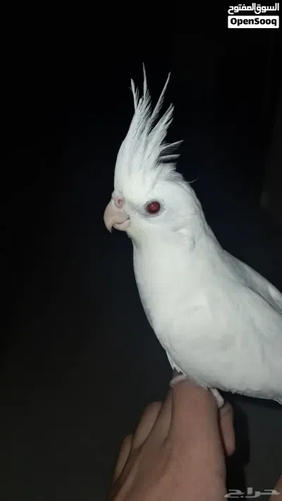 cockateil parrot pair 3