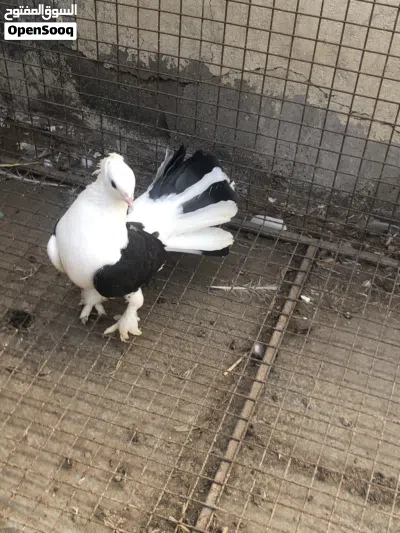 طيور بأشكال مختلفة 3