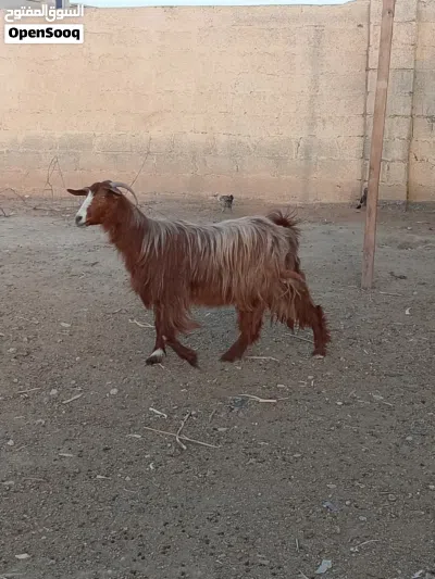 شاه من حلال بني سعيد أموره طيبه فول سمنه 2