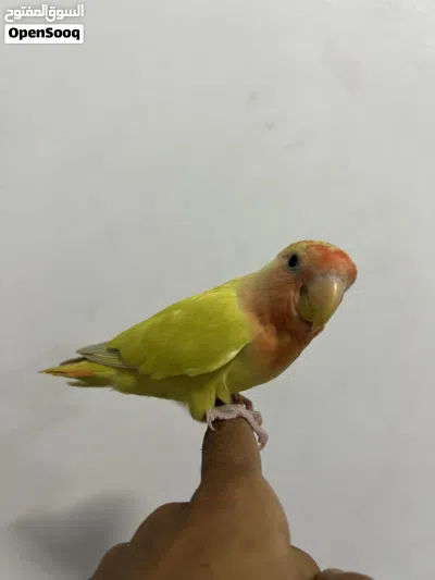 لافبيرد أليف 2