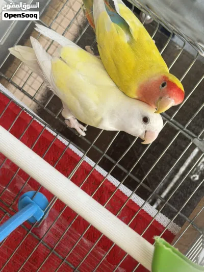 جوز روز صلاة النبي 2