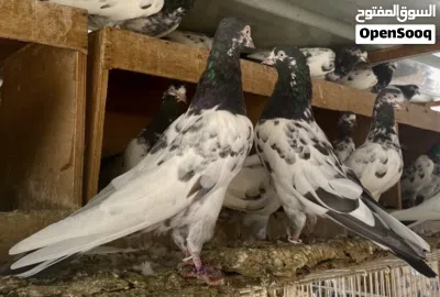 لبيع طيور انسال صافيه تيدي128وكمنجرات وسيت والا وعلي والا طيور طيران لتواصل وتساب احسن 4