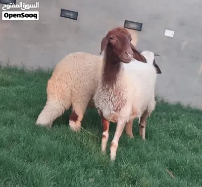 نعجة بسم الله ماشاء الله ولدها محدها صغيرة سنها سداس المكان تاجوراء البيفي 4