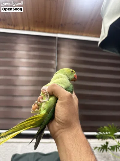 ببغاء دره هندي اليف جدا لعوب ثوب كامل آيه من الجمال صلاه النبي لعوب مع الكبار والصغار صحه ونظافه 2