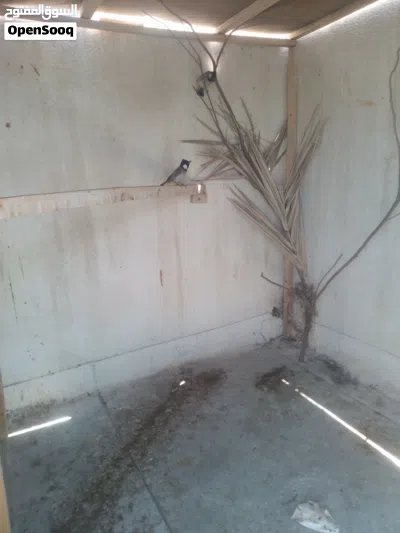 زوج.بلابل.مزاويج. 3
