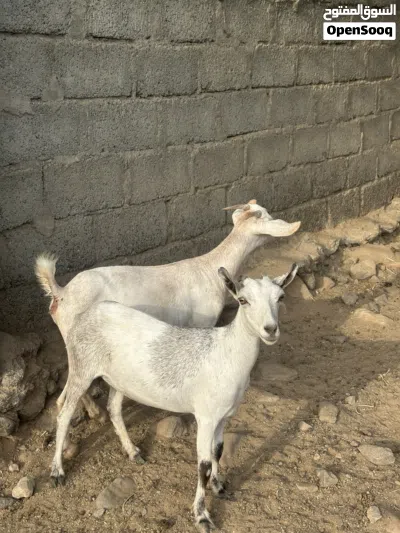 للبيع صخلات مال صلاله 3