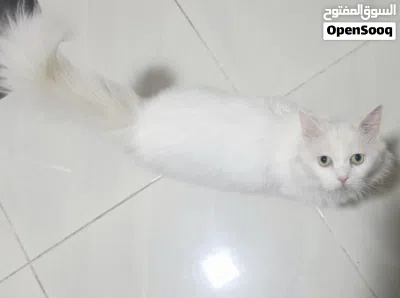 قط للبيع سنور للبيع شيرازي للبيع 4