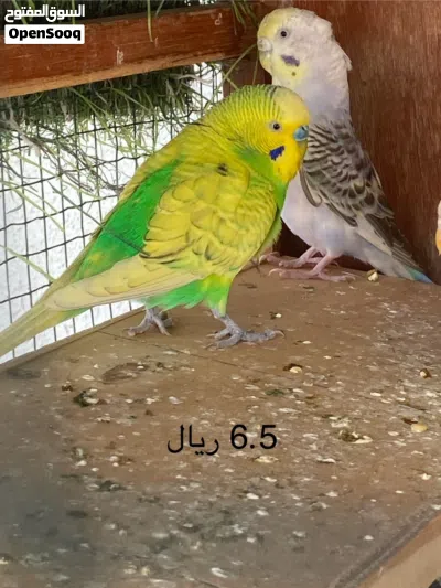 طيور للبيع نوع روز 4