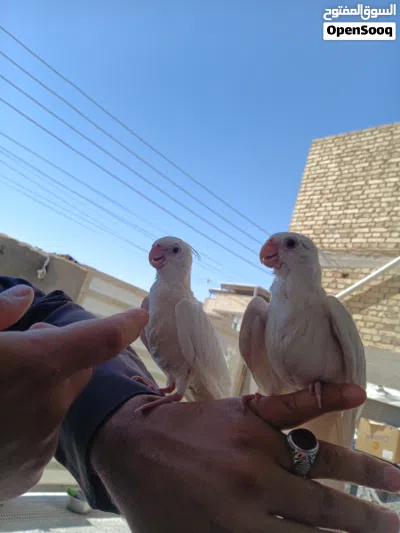 زوج كوكتيلات عمر 4اشهر مال بيت البينوو ربه كلش طينه تصيحله يجيك وين ماتروح وراك الطيور اقره وصف مهم 3