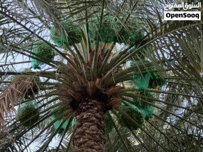 طناء نخيل نوع خلاص 2