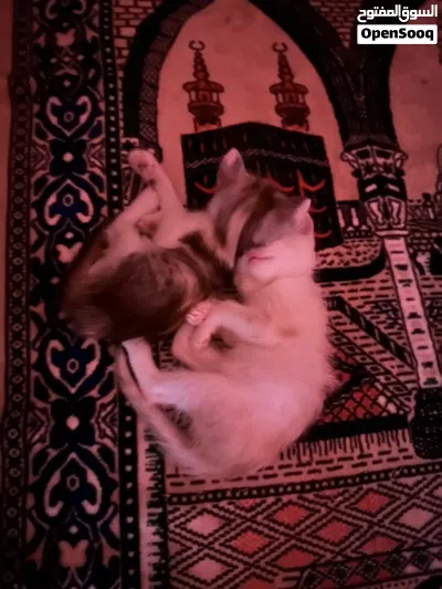 3 Kittens for adoption 3