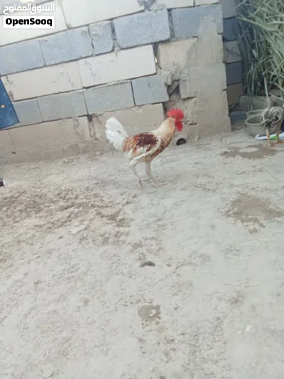متاح دجاج للبيع صحتهن خير من الله اقرا الوصف وشوف الفيديو مالهن 3
