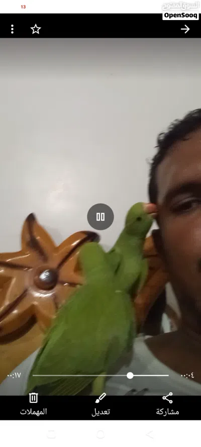 بغبغاء دره هندي اليف 2