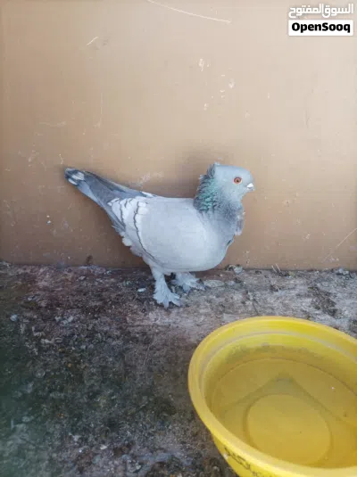 حمام زينة نثاية 4