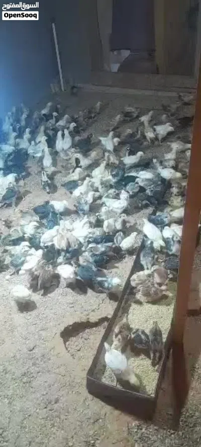 كتاكيت للبيع العدد 1000 العمر بين شهر نص وشهرين 2